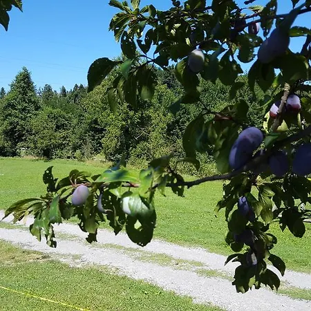 Bauernhof Turisticna Kmetija Pri Malnarjevih