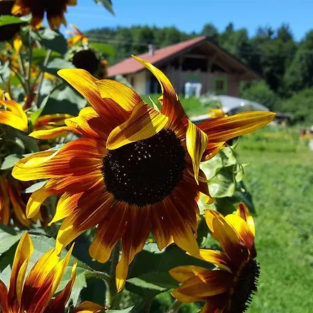 Turisticna Kmetija Pri Malnarjevih Bauernhof Postojna