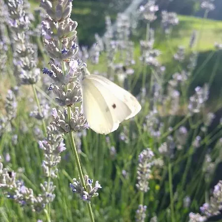 Turisticna Kmetija Pri Malnarjevih Bauernhof